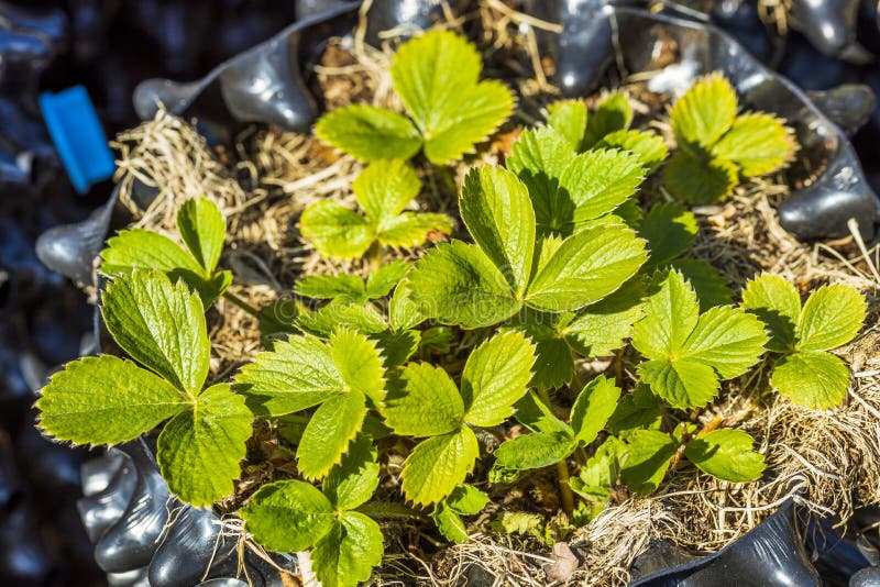 Close Up View of Strawberry Plants Growing in Plastic Air Pots Stock
