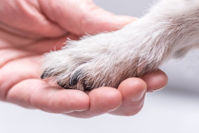 Close up view top of dog paws and human hand