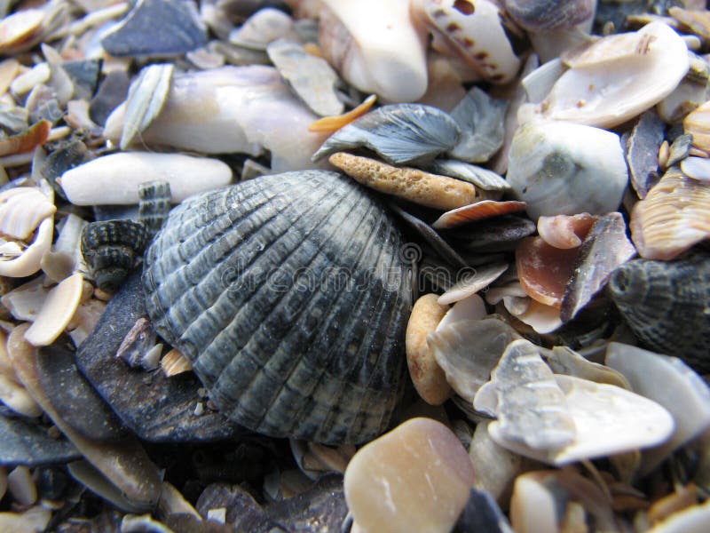 A close-up view of a variety of broken seashell fragments stock photo