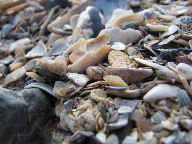A close-up view of a variety of broken seashell fragments stock photography