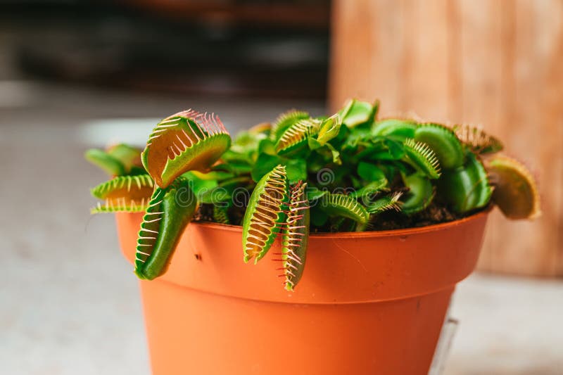 Closeup View of a Venus Flytrap Plant in a Flowerpot Stock Photo