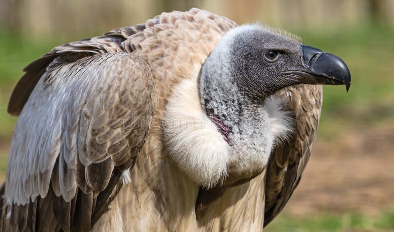 Close-up view of a vulture stock photo. Image of color - 70658752