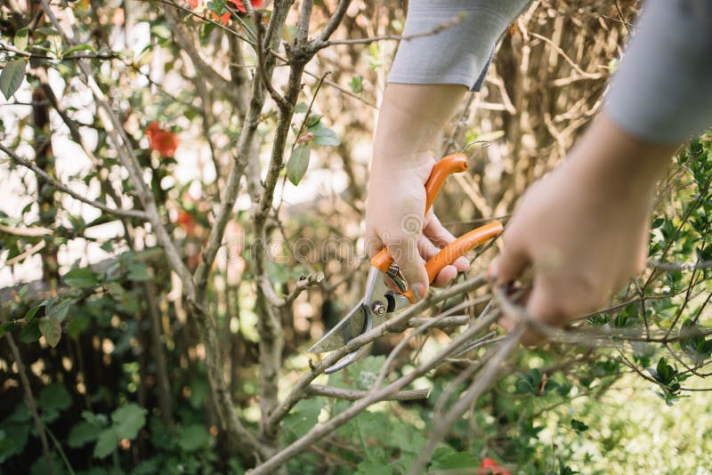 Close-up view of woman`s hands trimming bushes. Female hands holding garden scissors and cutting twigs in the garden during sunny day.