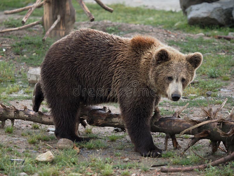 Young bear in the zoo