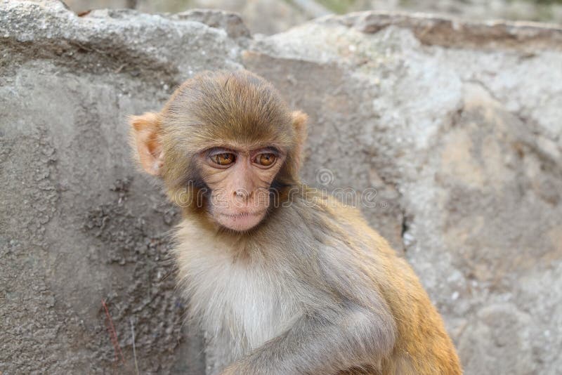 Sad young Rhesus macaque