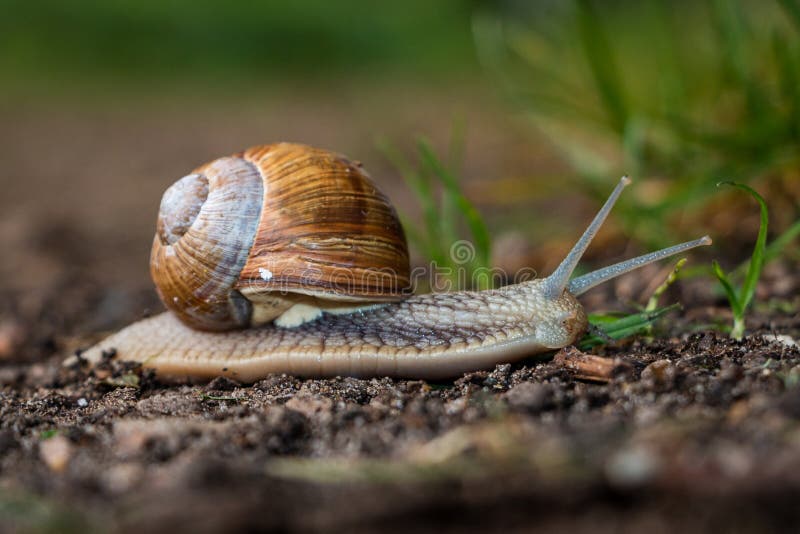 Close Up of the Vineyard Snail Stock Image Image of macro, fauna