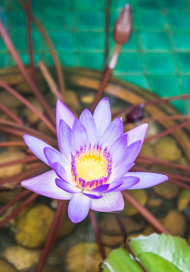 491 Thai Violet Lotus Stock Photos Free & RoyaltyFree Stock Photos