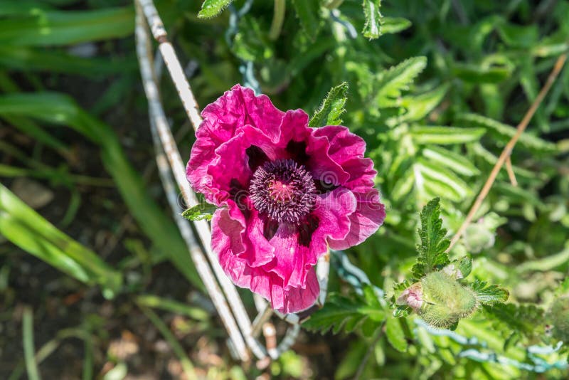 Close Up of a Violet Poppy Seed in a Garden Stock Photo Image of