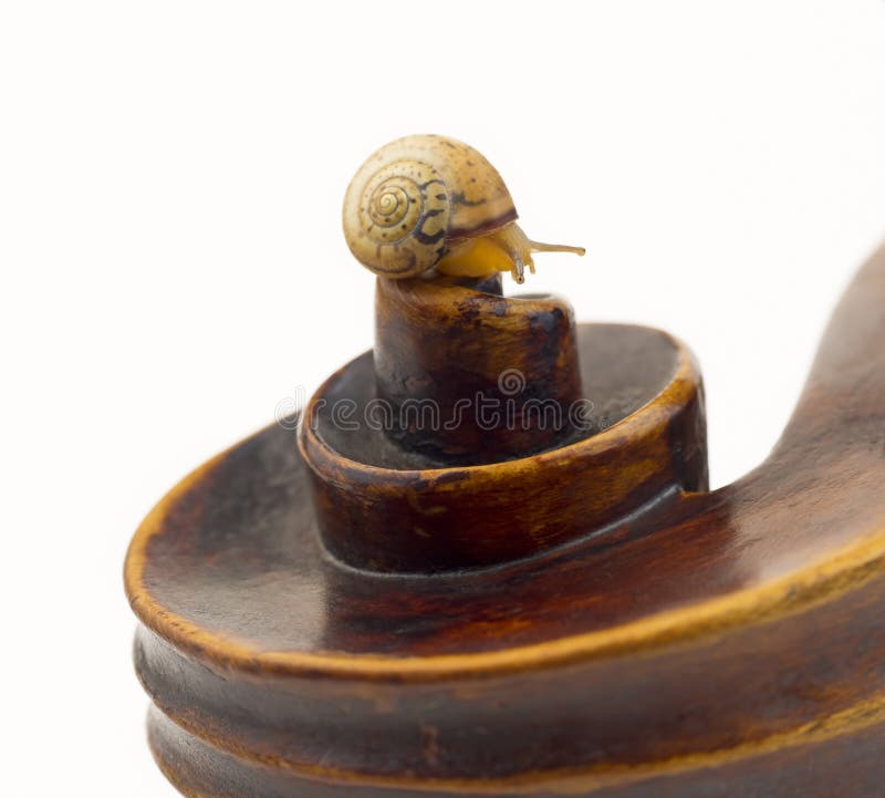 Close up of violin scroll with a small snail stock image
