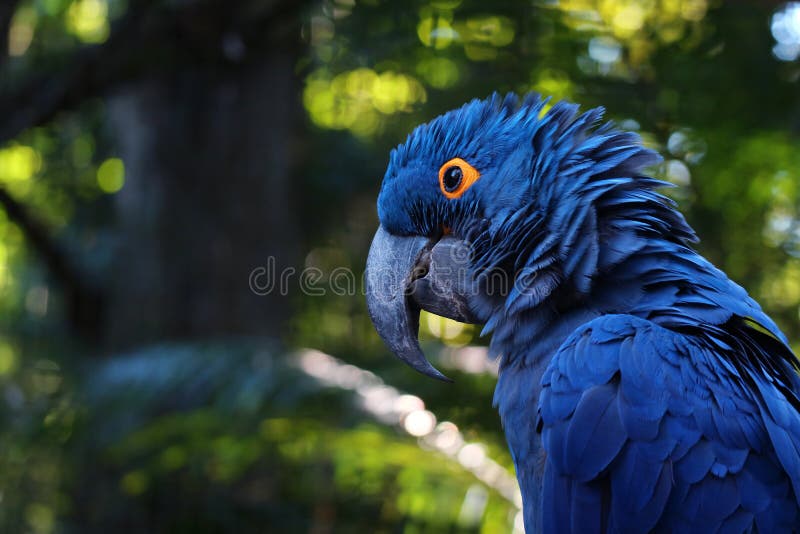 Close Up of Vivid Blue Hyacinth Macaw, Blue Parrot Portrait with Blurred  Background Stock Photo - Image of exotic, hyacinth: 120068208