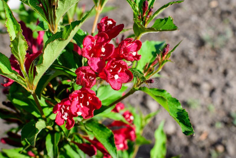 Close up of vivid dark red Weigela florida plant with flowers in full bloom in a garden in a sunny spring day, beautiful outdoor