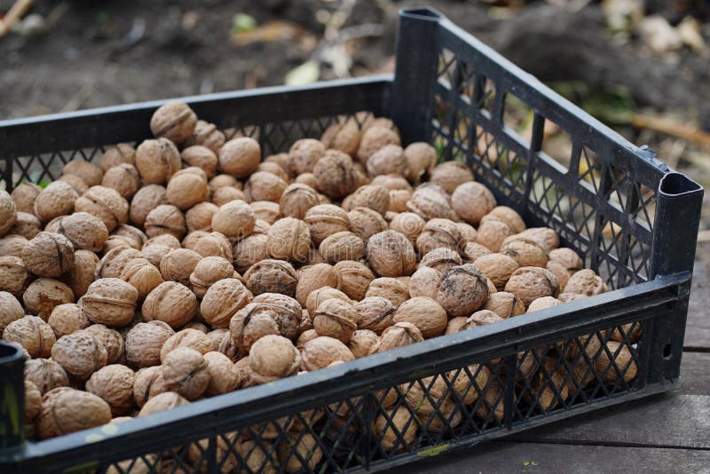 Close Up of Walnuts Crop in Crate. Pile of Nuts in Shell Outdoors in