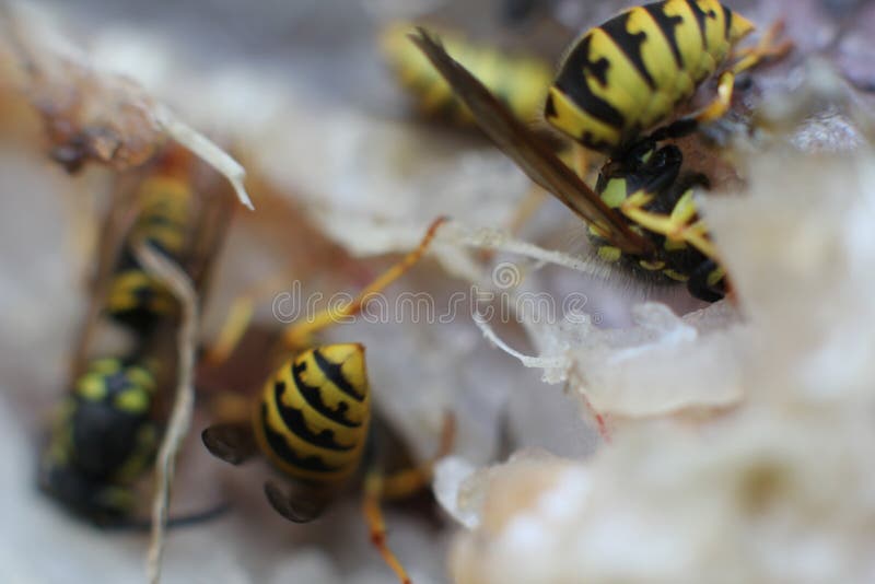 Closeup Wasp Eats Fish Meat Eat Macro Stock Image Image of close
