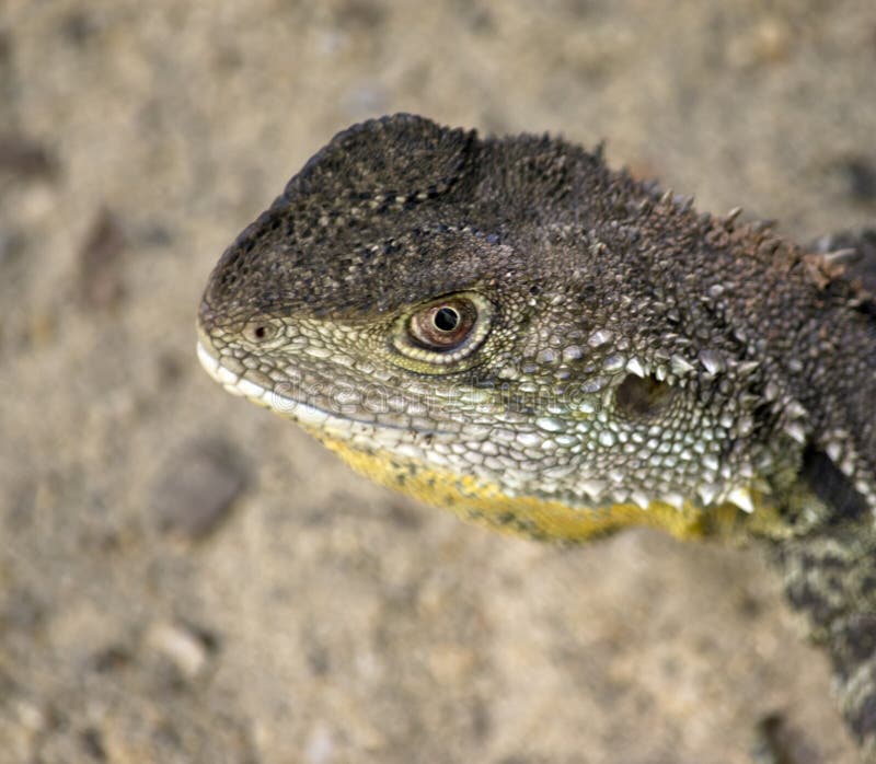 A water dragon lizard stock photo. Image of nature, skink 142035192