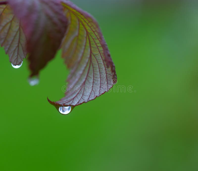 Close-up of water drop on leaf in autumn