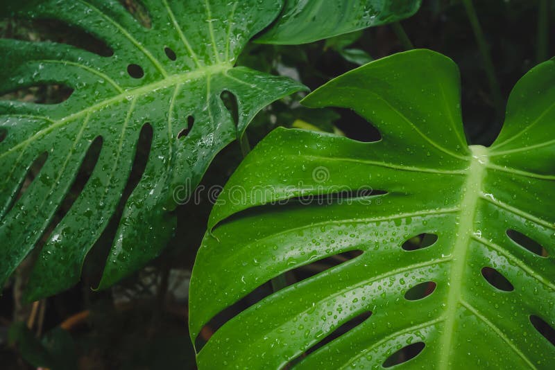 Closeup Water Drop on Monstera or Swiss Cheese Plant Leaf Stock Photo