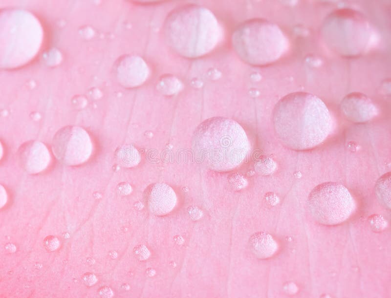 Розовые капли воды. Капли на розовом фоне. Розовые капли. Капли воды на розовом фоне.