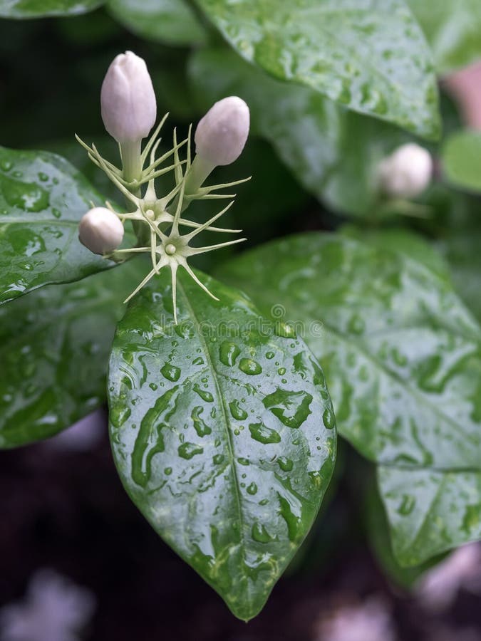 Water Jasmine Flowers In A Cluster Hanging From Delicate Green Stems Stock Photo Image of