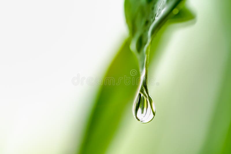 Close-up of Water drops on leaves on blurred greenery for background.