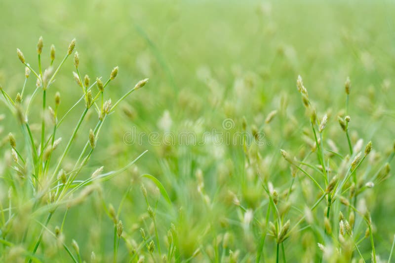 Close-up of water grass flower and blurry background