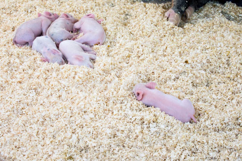 6 small baby piglets sleeping