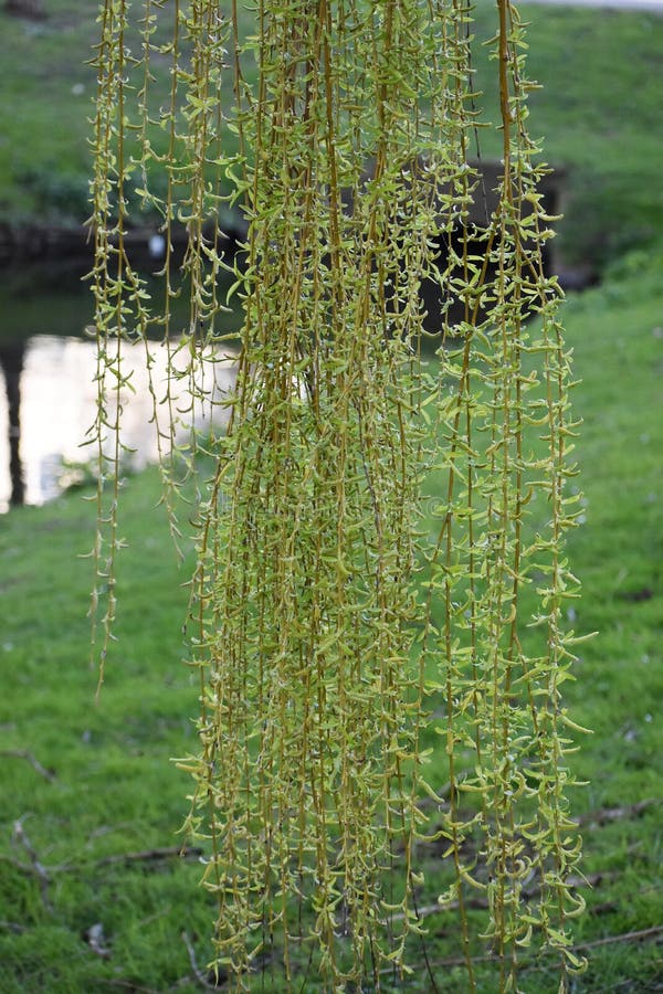 Willow Tree Branches with Leaves. Stock Photo Image of forest