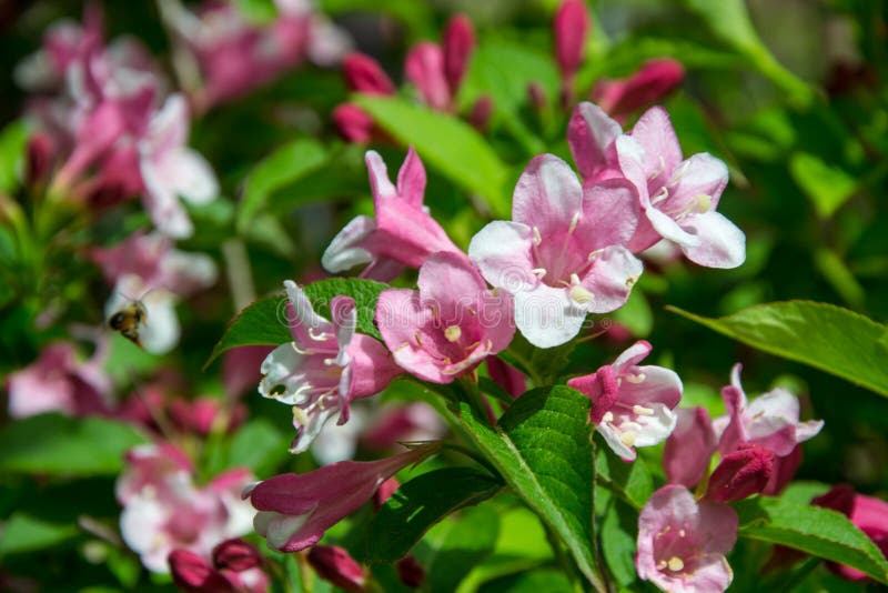 598 Weigela Tree Stock Photos - Free & Royalty-Free Stock Photos from ...