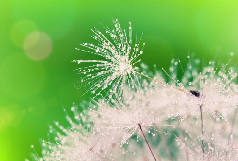 Close-up of wet dandelion