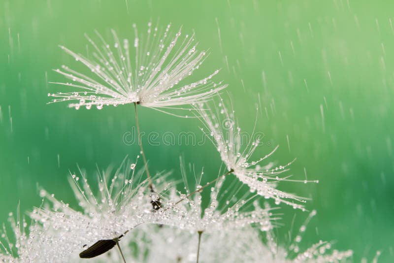 Close-up of wet dandelion