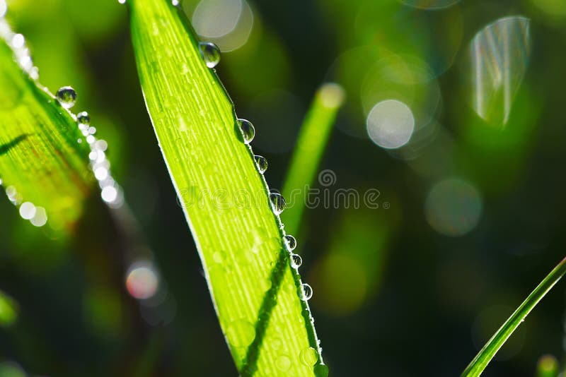 Close Up of Wet Grass in Morning Light. Bokeh Lights in Wet Grass Stock