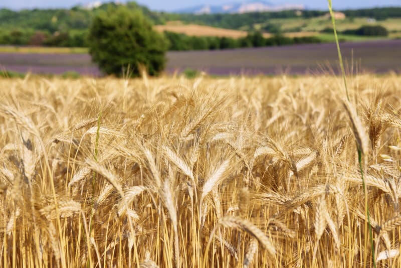 Close up of wheat filed with lavender field at background , Provence, France