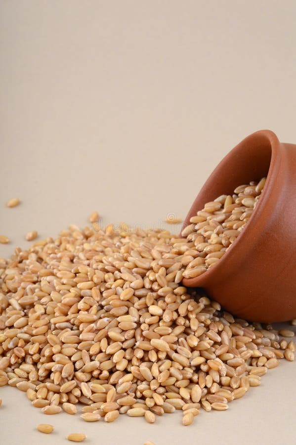 Wheat grains in clay pot stock photo. Image of grain 106552042