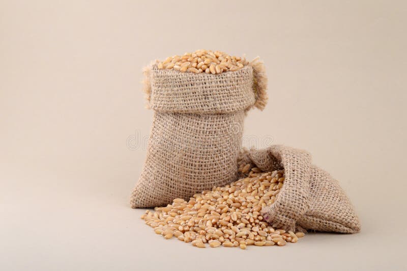 Wheat in small sack stock photo. Image of farm, ingredient 106547096