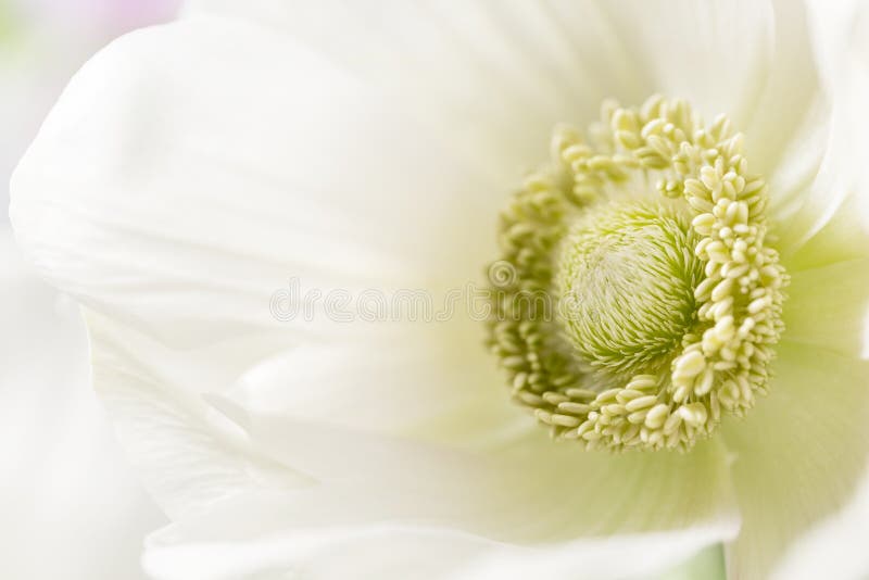 Close-up of a White Anemones. Flowers of Winter Season. Stamens and ...