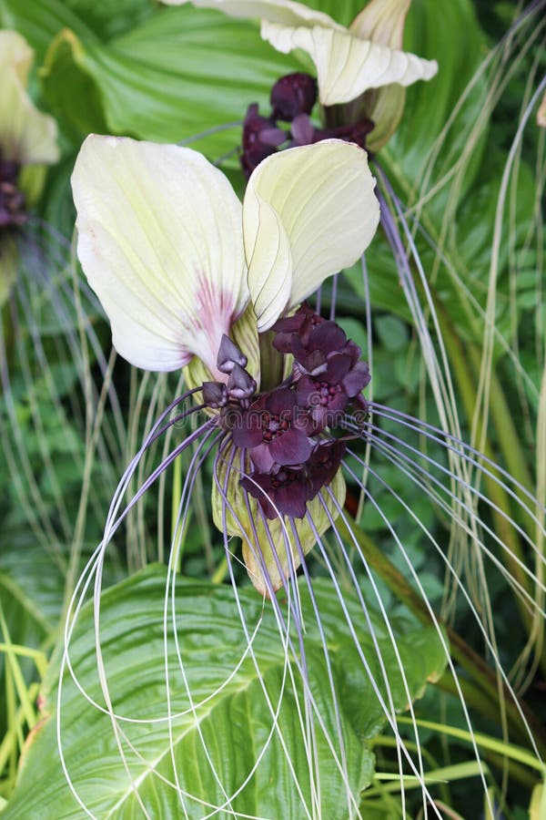 Close Up of a White Bat Flower Stock Image Image of shot, unusual