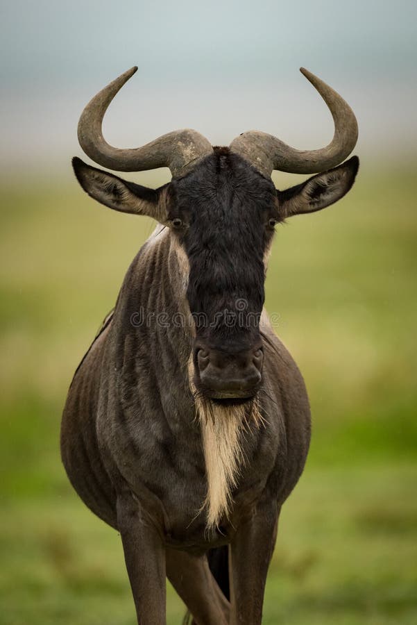 Close-up Of White-bearded Wildebeest Standing Facing ...