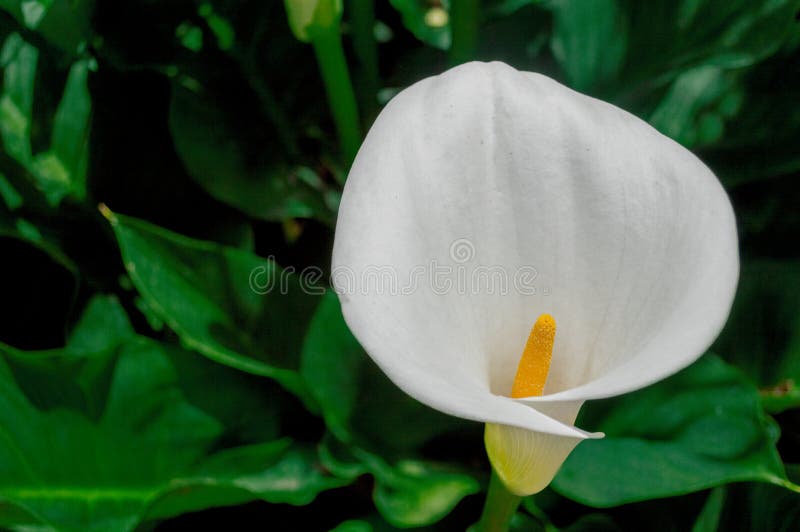 White flowers and green stems photo – Free Flower Image on Unsplash