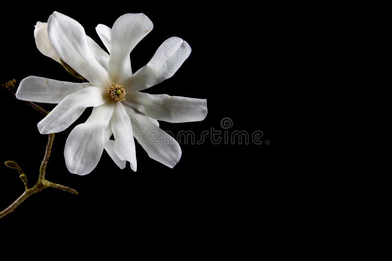 Close up of white blossom of a Kobushi Magnolia isolated on black background with copy space, also called Magnolia kobus.