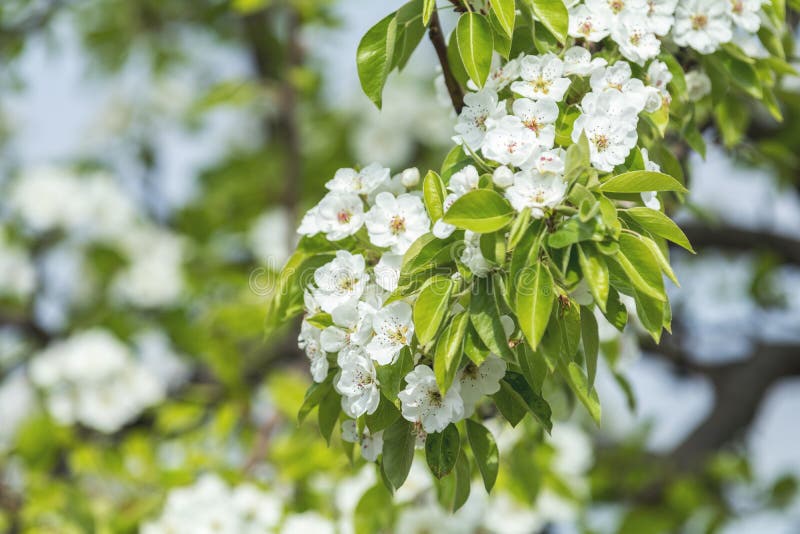 Close Up Of White Blossom Pear Tree Branch, During Spring Season