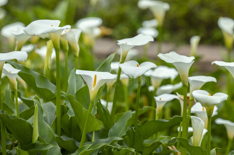 Close Up, Spring, Calla Lily Park, White Calla Lily, Calla Lily
