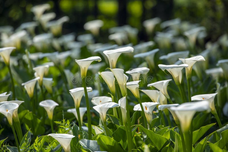 Close Up, Spring, Calla Lily Park, White Calla Lily, Calla Lily