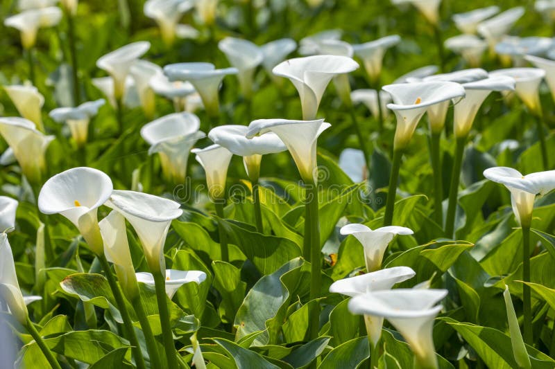 Close Up, Spring, Calla Lily Park, White Calla Lily, Calla Lily