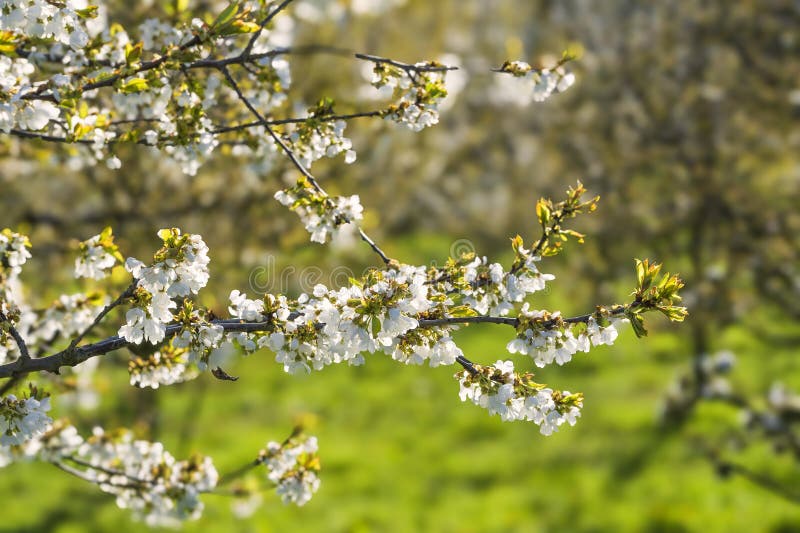 Close-up of white cherry blossoms near Frauenstein - Germany in the Rheingau. Close-up of white cherry blossoms near Frauenstein - Germany in the Rheingau