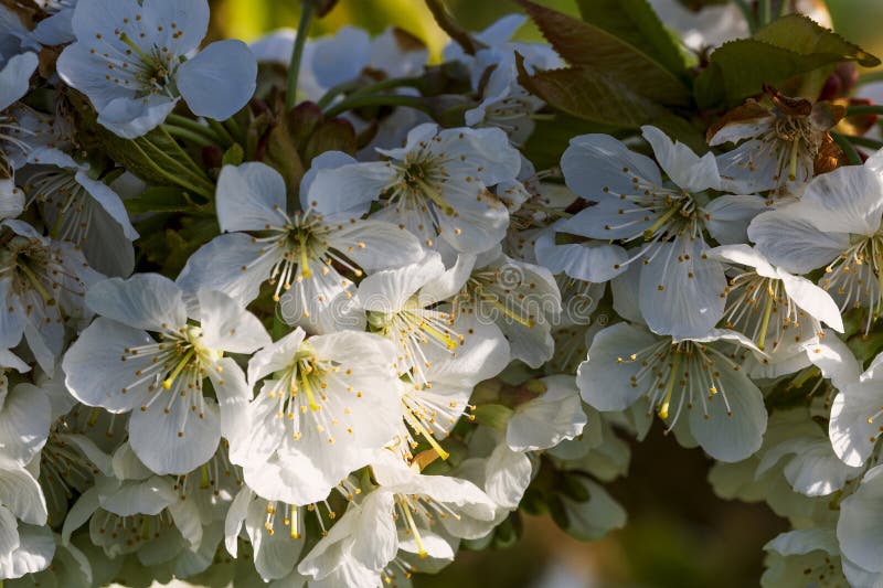 Close-up of white cherry blossoms near Frauenstein - Germany in the Rheingau. Close-up of white cherry blossoms near Frauenstein - Germany in the Rheingau
