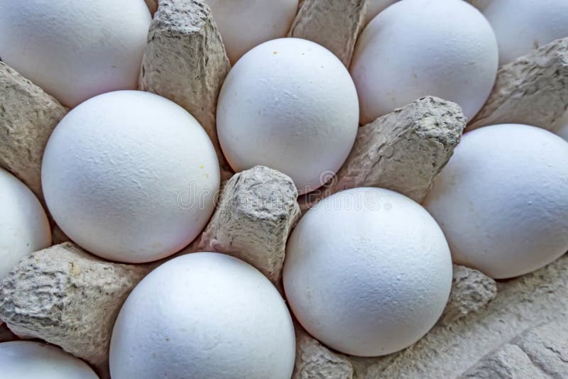 White Chicken Eggs in Egg Separator Stock Image Image of farm, eating