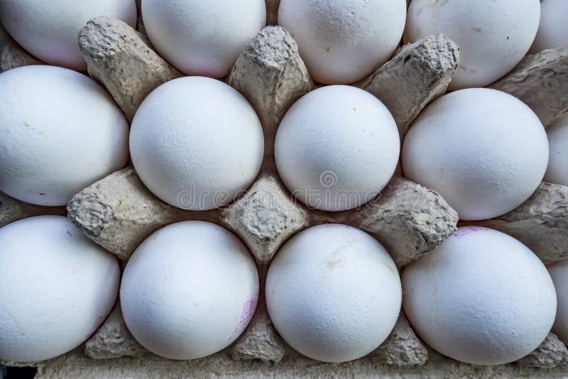 White Chicken Eggs in Egg Separator Stock Image Image of nature