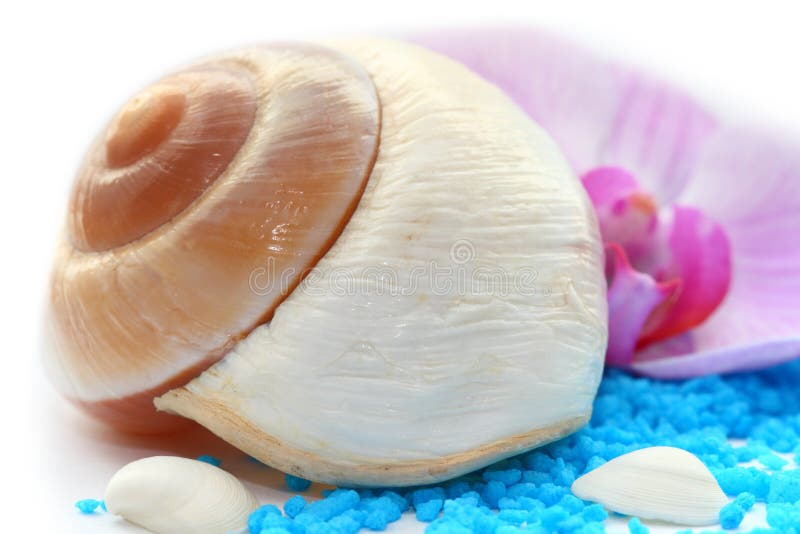 White conch stock photos