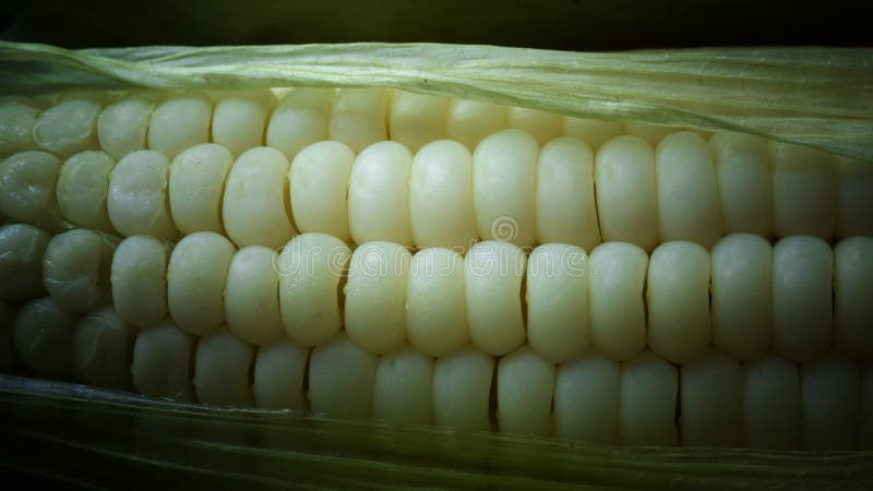 Close up of white corn stock image