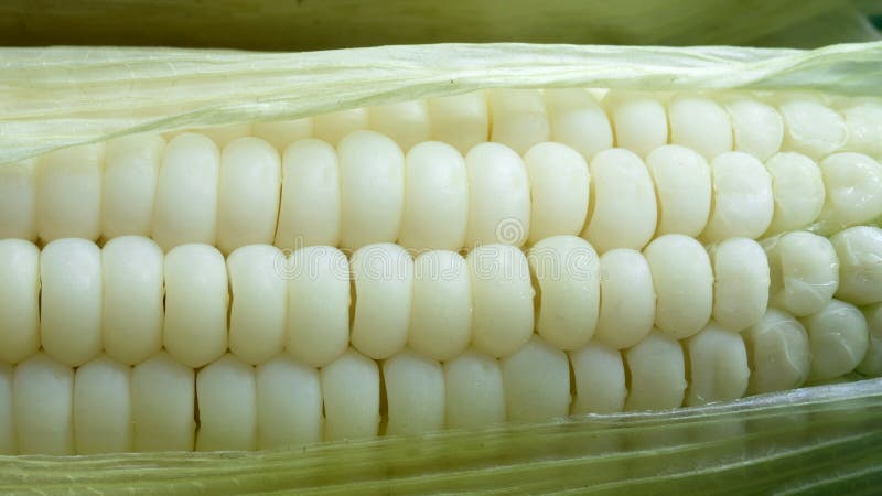 Close up of white corn royalty free stock images