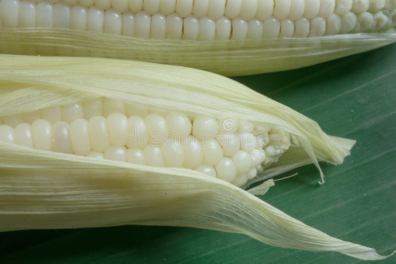Close up of white corn royalty free stock photography